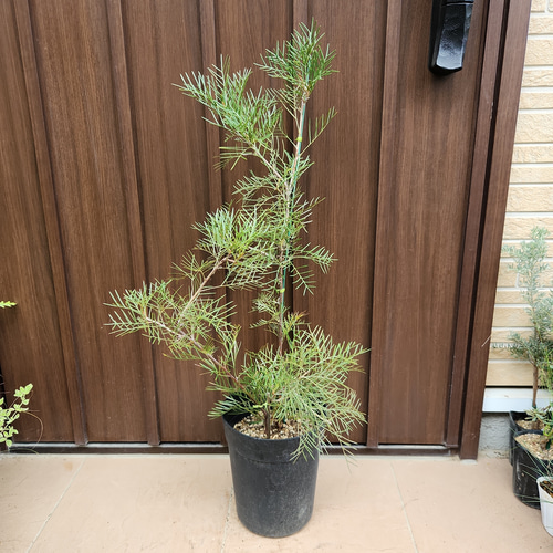 再販♡ グレビレア ラナマリー 鉢植え ワイルドフラワー ネイティブ