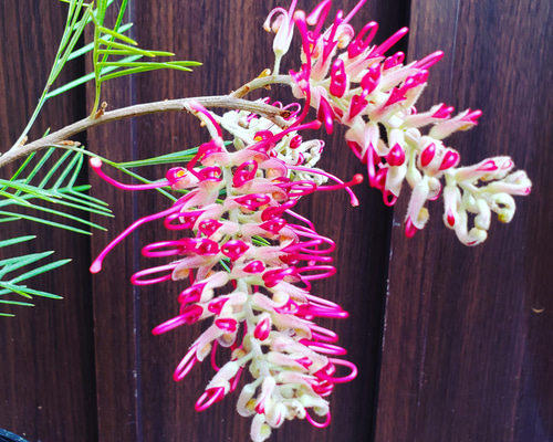 大きめ　グレビレア　ラナマリー　鉢植えF　苗　レア品種　オージープランツ 再販♡ グレビレア ラナマリー 鉢植え ワイルドフラワー ネイティブ