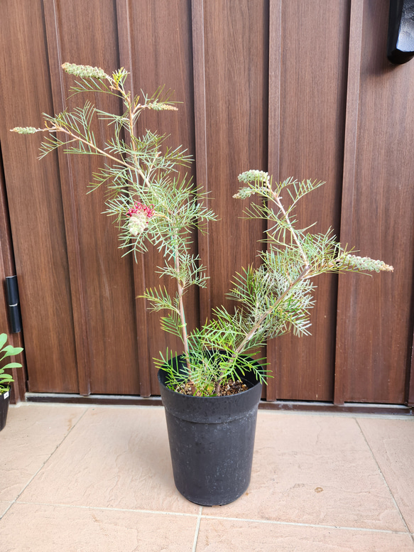 グレビレア　ラナマリー　鉢植え　ワイルドフラワー　ネイティブフラワー　苗　オージープランツ　ロックガーデン 2枚目の画像