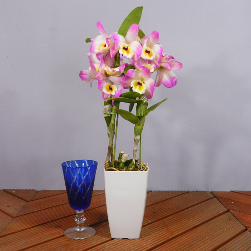 ☆ENGEI ichioki☆デンドロビュウム「ムーンマーメイド」鉢花01