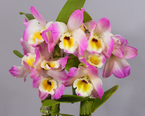 ☆ENGEI ichioki☆デンドロビュウム「ムーンマーメイド」鉢花01