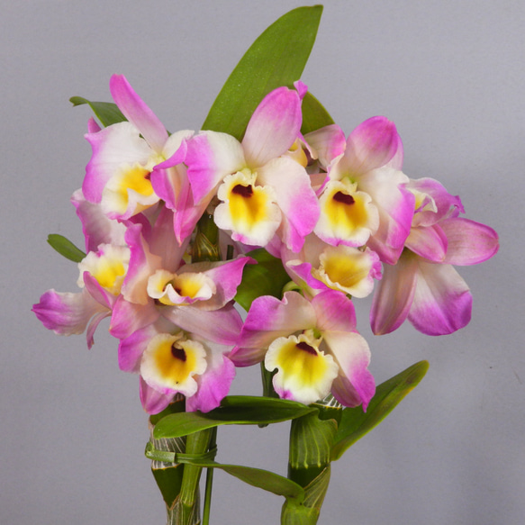 ☆ENGEI ichioki☆デンドロビュウム「ムーンマーメイド」鉢花01