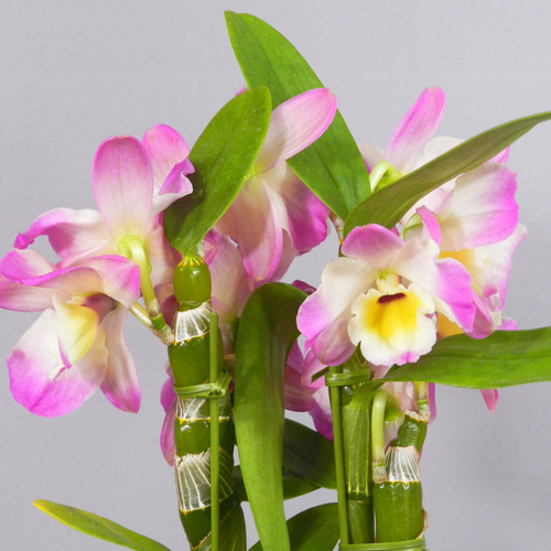 ☆ENGEI ichioki☆デンドロビュウム「ムーンマーメイド」鉢花01