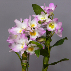 ★ENGEI ichioki★デンドロビュウム「リセ」鉢花05◆可愛らしい蘭花◆ 1枚目の画像
