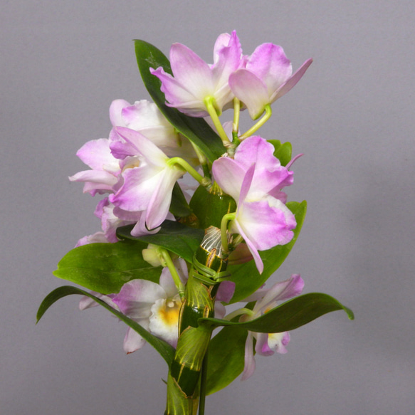 ★ENGEI ichioki★デンドロビュウム「リセ」鉢花05◆可愛らしい蘭花◆ 10枚目の画像