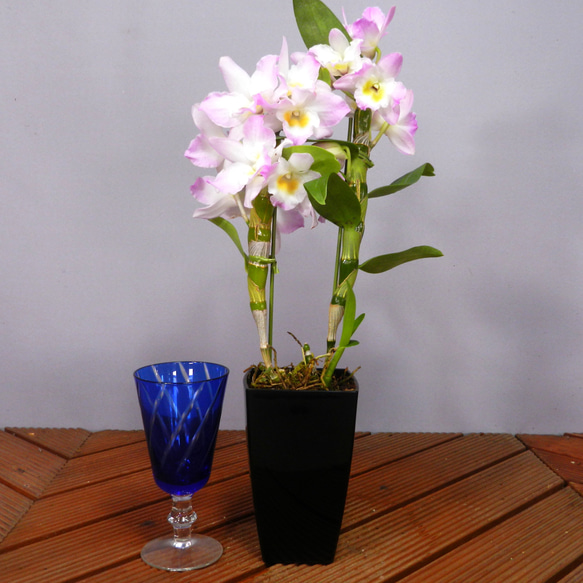 ★ENGEI ichioki★デンドロビュウム「リセ」鉢花05◆可愛らしい蘭花◆ 3枚目の画像