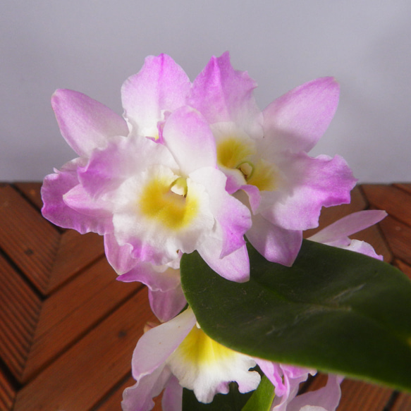★ENGEI ichioki★デンドロビュウム「リセ」鉢花05◆可愛らしい蘭花◆ 2枚目の画像