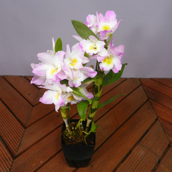 ★ENGEI ichioki★デンドロビュウム「リセ」鉢花05◆可愛らしい蘭花◆ 6枚目の画像