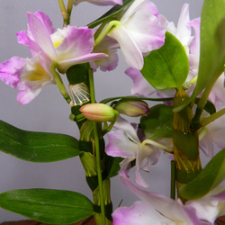 ★ENGEI ichioki★デンドロビュウム「リセ」鉢花05◆可愛らしい蘭花◆ 4枚目の画像