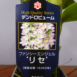★ENGEI ichioki★デンドロビュウム「リセ」鉢花05◆可愛らしい蘭花◆ 5枚目の画像