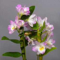 ★ENGEI ichioki★デンドロビュウム「リセ」鉢花05◆可愛らしい蘭花◆ 7枚目の画像