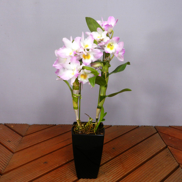 ★ENGEI ichioki★デンドロビュウム「リセ」鉢花05◆可愛らしい蘭花◆ 8枚目の画像