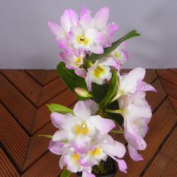 ★ENGEI ichioki★デンドロビュウム「リセ」鉢花05◆可愛らしい蘭花◆ 9枚目の画像