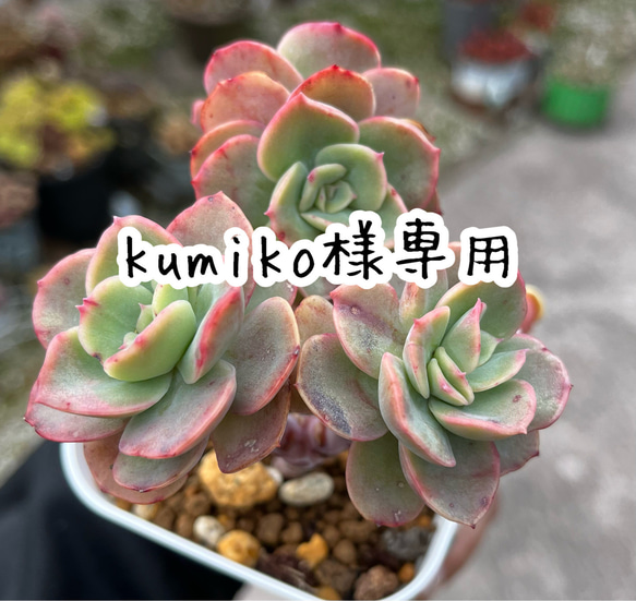 kumiko様専用 1枚目の画像