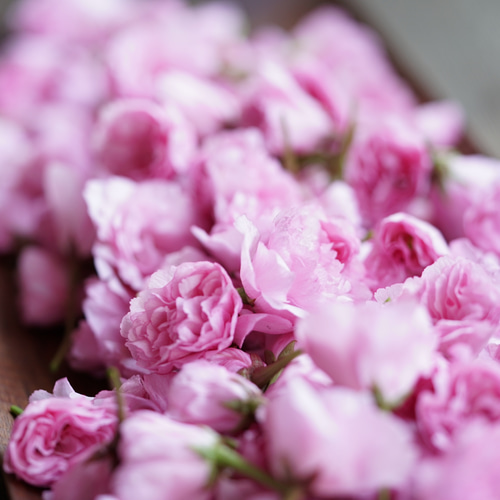 ガブ様オーダー品 コーム minamo 通販 17538571｜Creema(クリーマ) 