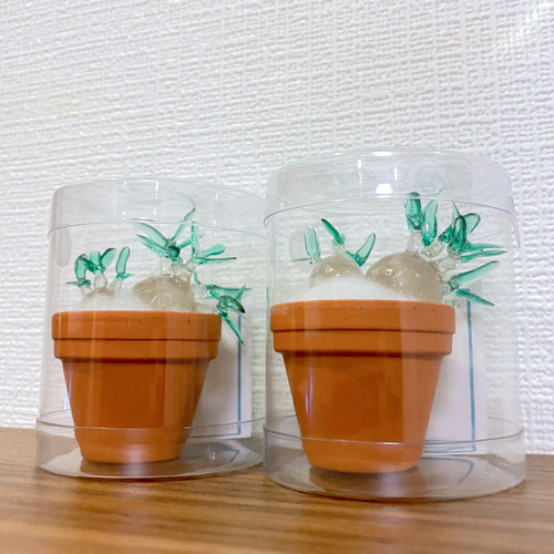 まんまる塊根植物】双頭パキポディウム グラキリス その他置物