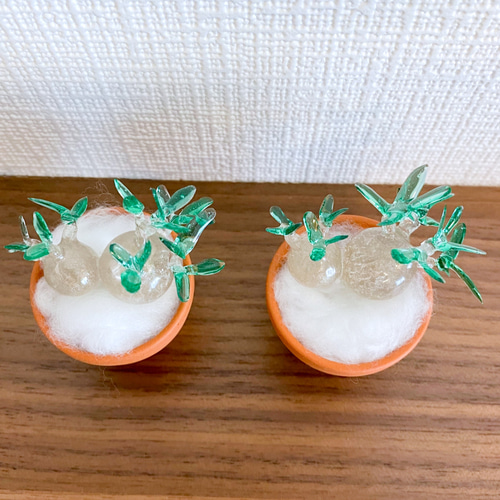 まんまる塊根植物】双頭パキポディウム グラキリス その他置物