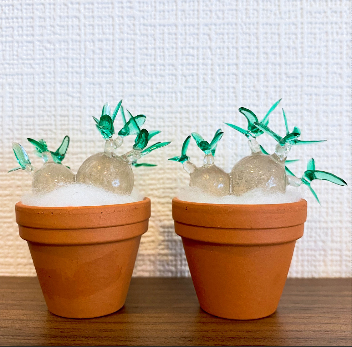 y*c様 手作植木鉢3点セット検索（塊根植物パキポディウム グラキリス アガベ 手作植木鉢 Mサイズ検（ 塊根植物 グラキリス パキプス アガベ)