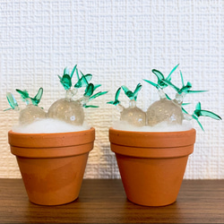 まんまる塊根植物】花咲き パキポディウム グラキリス (中サイズ