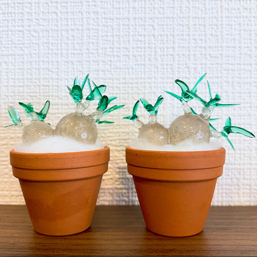 まんまる塊根植物】双頭パキポディウム グラキリス その他置物