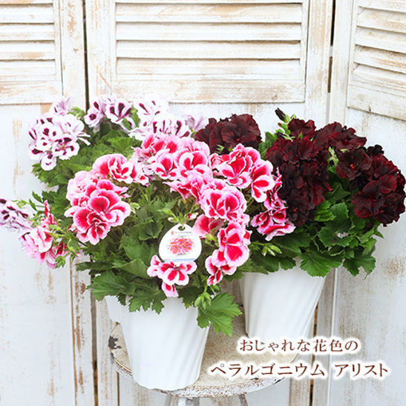 鉢花 ペラルゴニウム アリスト 5号ポット 華やか かわいい 鉢植え 庭 玄関 プレゼント 1枚目の画像