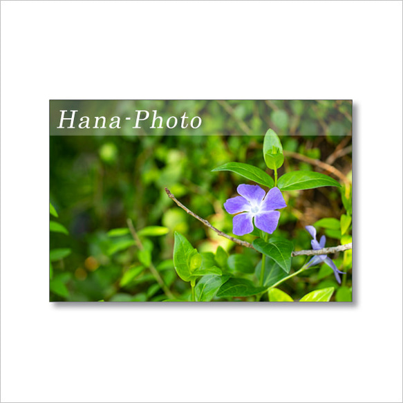 1629) 青い花と紫の花（アジュガ、ニチニチソウ、ネモフィラ）   ポストカード5枚組　 5枚目の画像