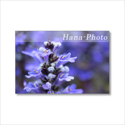 1629) 青い花と紫の花（アジュガ、ニチニチソウ、ネモフィラ）   ポストカード5枚組　 1枚目の画像