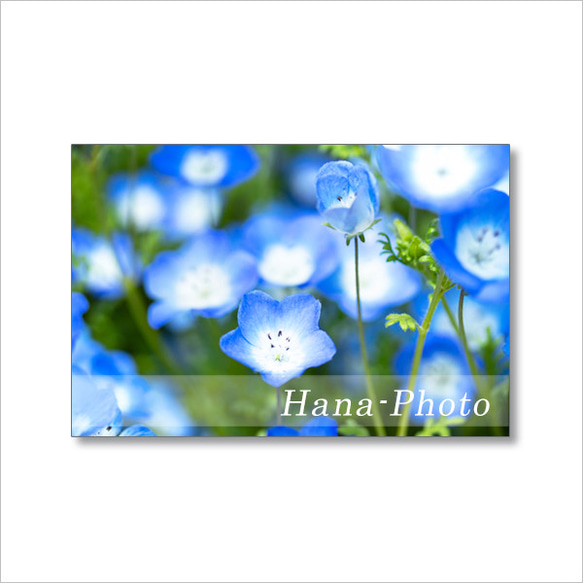 1629) 青い花と紫の花（アジュガ、ニチニチソウ、ネモフィラ）   ポストカード5枚組　 4枚目の画像