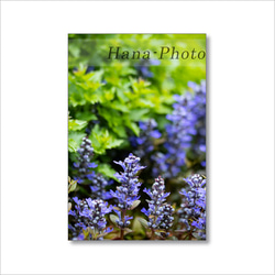 1629) 青い花と紫の花（アジュガ、ニチニチソウ、ネモフィラ）   ポストカード5枚組　 3枚目の画像