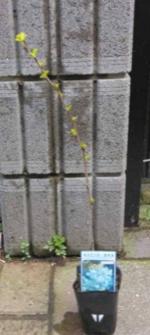 アメリカ手まりしもつけダーツゴールド ライムカラーの美しいリーフ 約50cm苗5/10開花 5枚目の画像