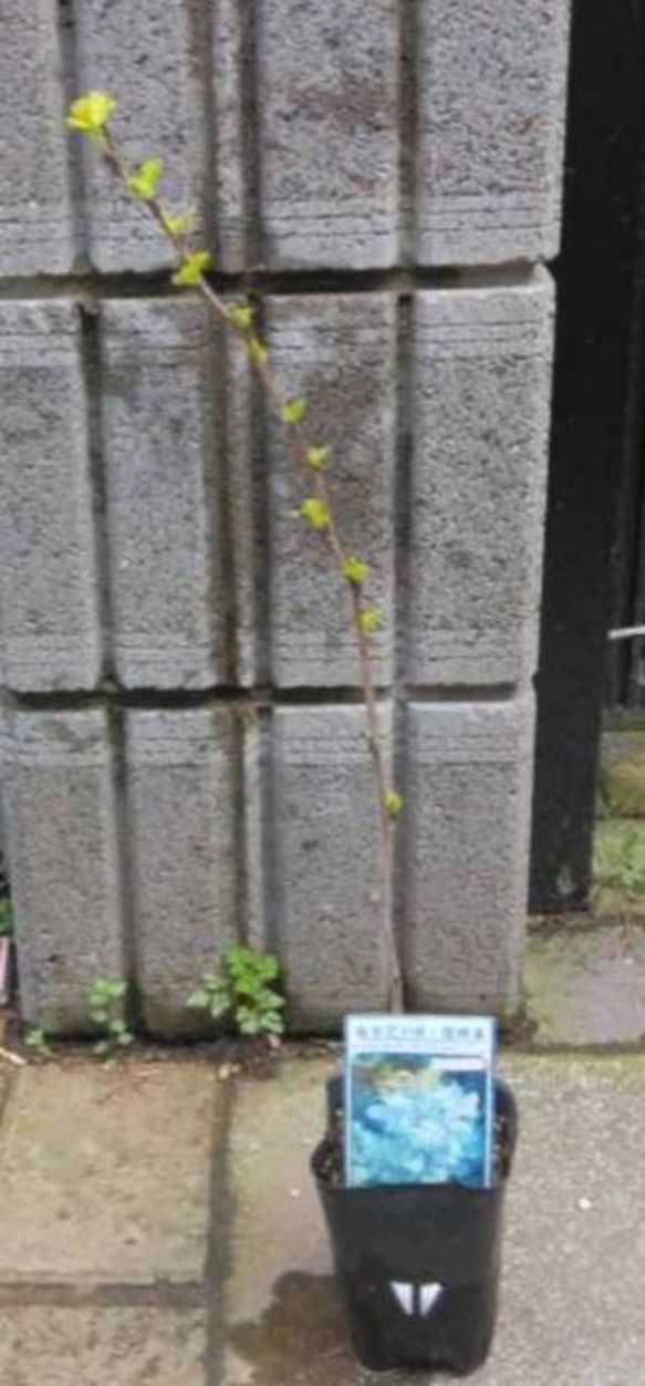 アメリカ手まりしもつけダーツゴールド ライムカラーの美しいリーフ 約50cm苗5/10開花 4枚目の画像
