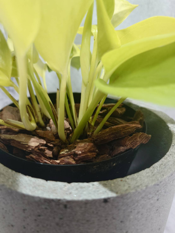 観葉植物「ポトス」コンクリーと鉢　どっしり、風に飛ばされません。 4枚目の画像