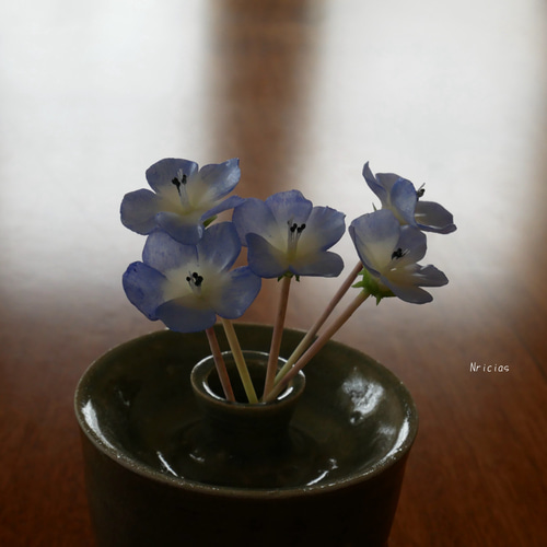 専用 ネモフィラの鉢植え クレイフラワー - メルカリ