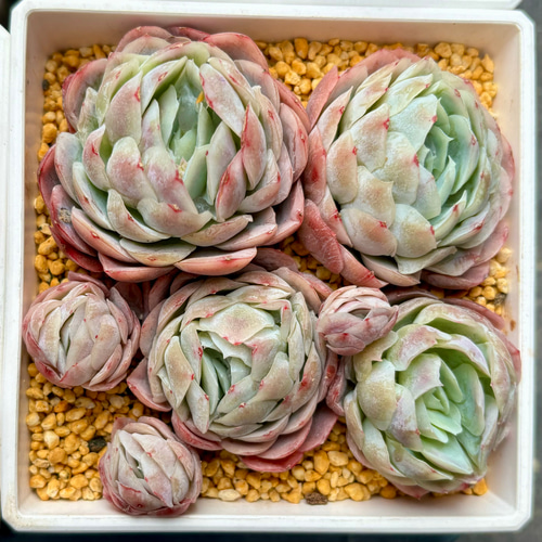 クリームベリー 多頭 韓国苗 エケベリア 多肉植物 多肉植物 プクニク 