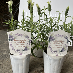 花苗　美植物　2ポット　フレンチラベンダー　クリスタルフィン 1枚目の画像