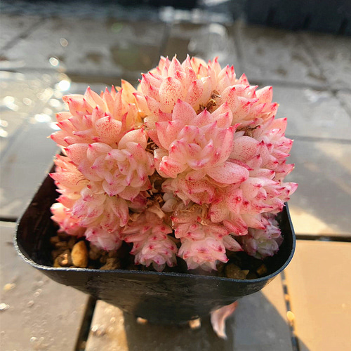 農園直売 多肉植物 寄せ植え エケベリア属 夜蛍（群）美苗 観葉植物