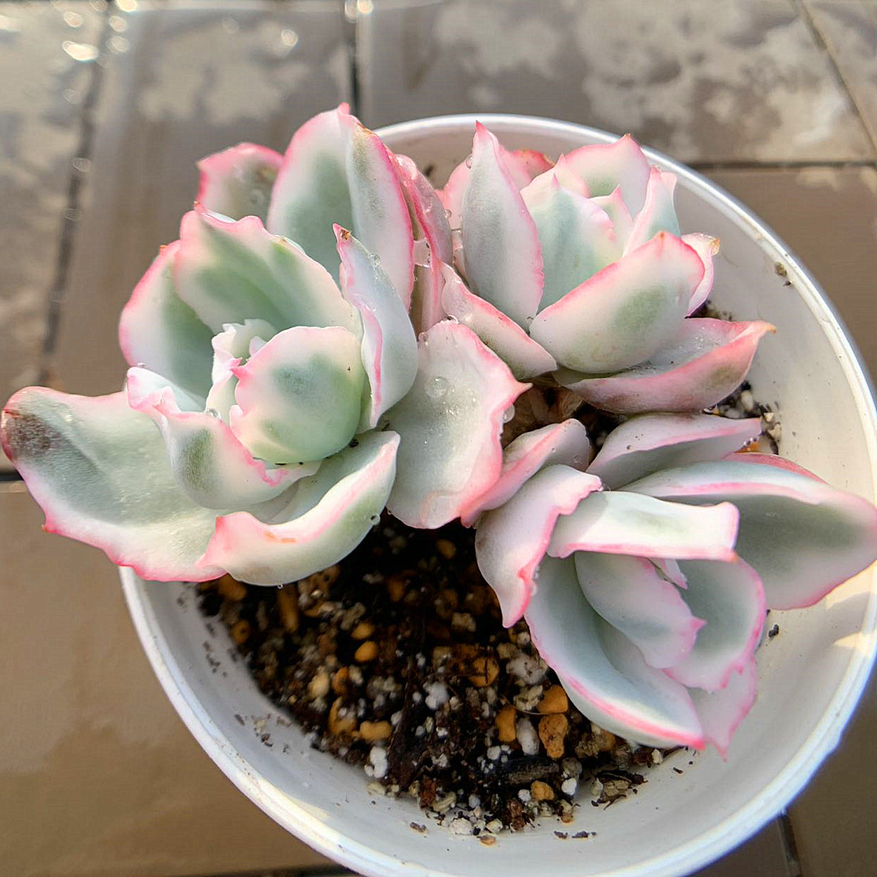 一時中止中☆多肉植物エケベリアピンクムーンライト大きめサイズカット苗