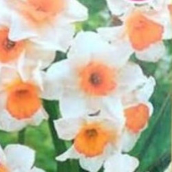 水仙の中でも馨しい香り【ジャズ   芽出し苗⠀】ジョンキル系て薫り高い 1枚目の画像