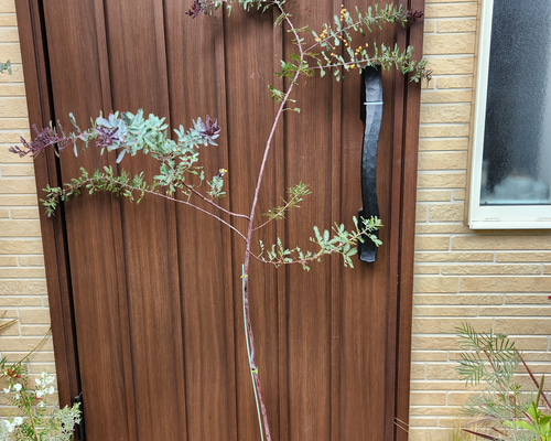 大きめ♡ ミモザアカシア プルプレア パープレア 鉢植え 苗 オージー
