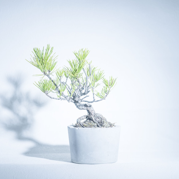 ≪ 観葉植物 ≫室内管理もオッケーなゴヨウマツの鉢植え｜シンプルでお部屋を選ばない手作りモルタル鉢｜送料全国一律850円 3枚目の画像