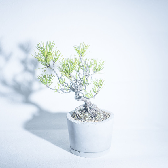 ≪ 観葉植物 ≫室内管理もオッケーなゴヨウマツの鉢植え｜シンプルでお部屋を選ばない手作りモルタル鉢｜送料全国一律850円 2枚目の画像