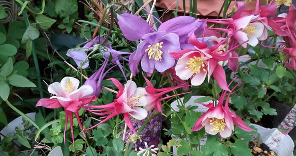 西洋オダマキ【アーリーバード  レッドピンク⠀】華やかな色彩で春を盛り上げる花後は来季用としてお求め下さい 1枚目の画像