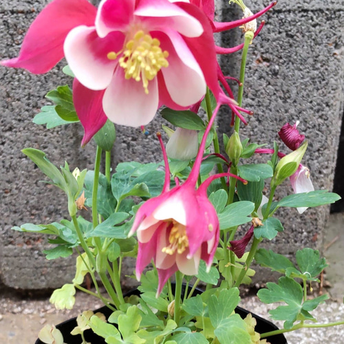 西洋オダマキ【アーリーバード レッドピンク⠀】華やかな色彩で春を