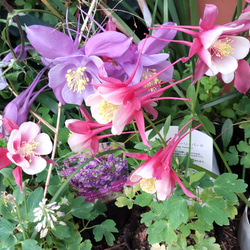 西洋オダマキ【アーリーバード  レッドピンク⠀】華やかな色彩で春を盛り上げる花後は来季用としてお求め下さい 7枚目の画像