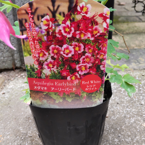 西洋オダマキ【アーリーバード レッドピンク⠀】華やかな色彩で春を