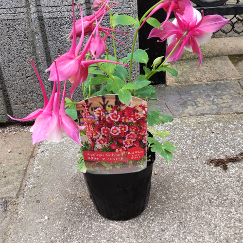 西洋オダマキ【アーリーバード レッドピンク⠀】華やかな色彩で春を