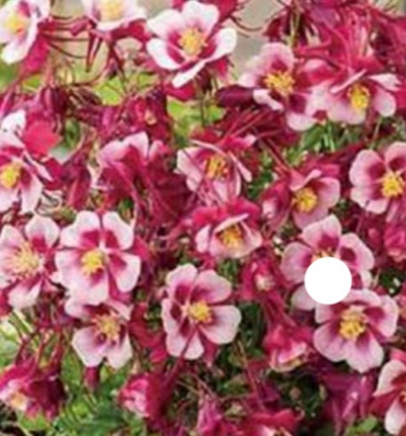 西洋オダマキ【アーリーバード  レッドピンク⠀】華やかな色彩で春を盛り上げる花後は来季用としてお求め下さい 3枚目の画像