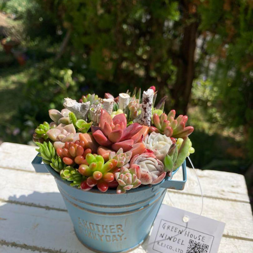 多肉植物寄せ植え　そのまま飾れる　オレンジのブリキポット♪︎* 多肉植物寄せ植え そのまま飾れる オレンジのブリキポット