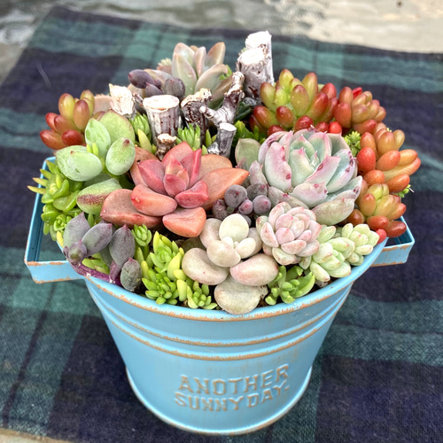 多肉植物寄せ植え そのまま飾れる オレンジのブリキポット