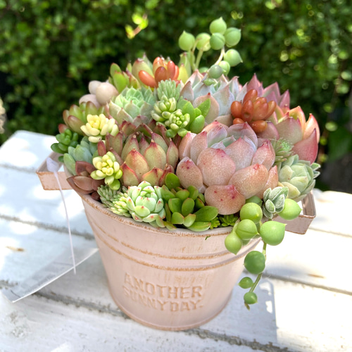 可愛い寄せ植え 多肉植物寄せ植え ブリキポット イエロー 取っ手付き